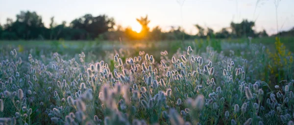 夕焼け夏の大自然の中で野生の花を咲かせる森 — ストック写真