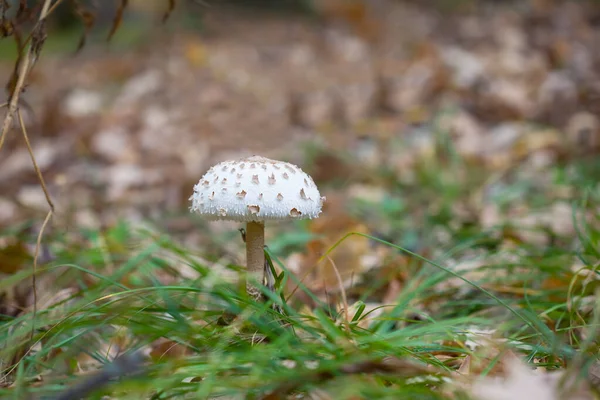 Detailní Slunečník Houba Lese — Stock fotografie