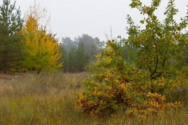 Gyönyörű Piros Csendes Őszi Erdő Ködben — Stock Fotó