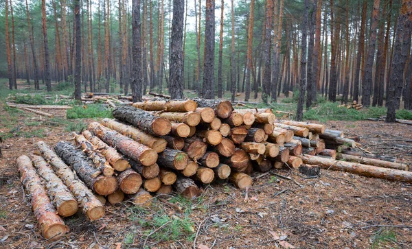 Heap Pine Tree Trunk Lie Forest Outdoor Lumber Scene — Stock Photo, Image