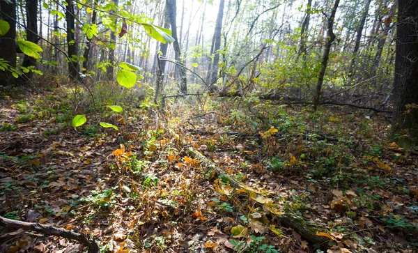 Foresta Autunno Una Luce Sole Sera — Foto Stock