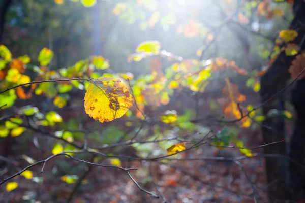 Ramo Árvore Close Com Folhas Uma Luz Sol — Fotografia de Stock