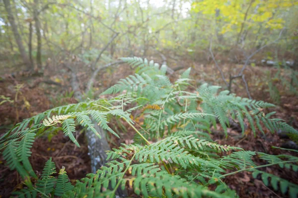 Close Samambaia Arbusto Uma Luz Sol Fundo Floresta Livre — Fotografia de Stock