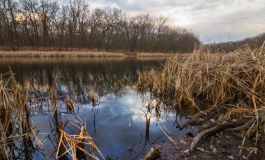 quet calm lake in a forest