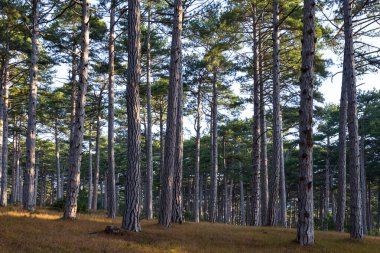 closeup slender pine tree forest
