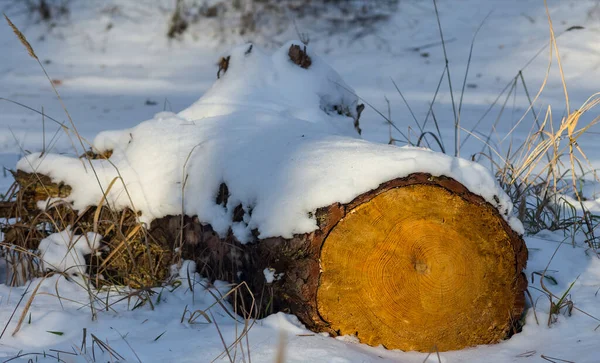 Closeup Pine Tree Trunk Snow Winter Deforestration Scene — Stock Photo, Image