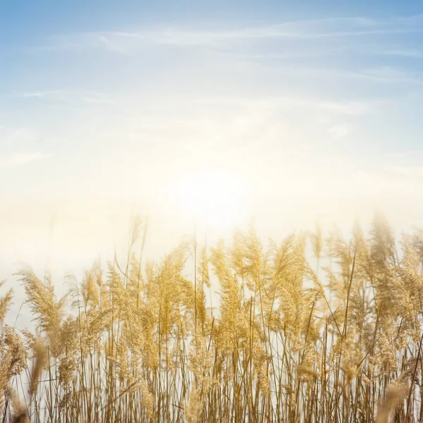 Closeup Grass Stem Prairie Light Evening Sun Natural Background — Stok fotoğraf