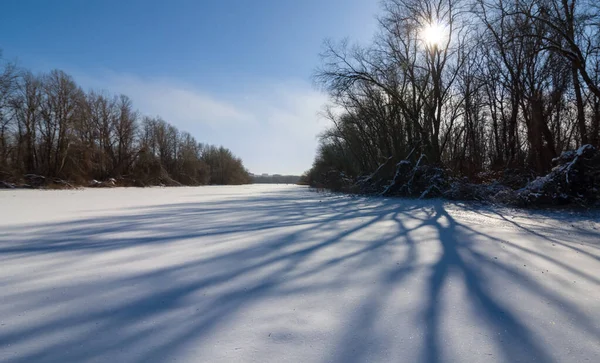 Winter Forest Covered Snow Sunny Day — Stockfoto