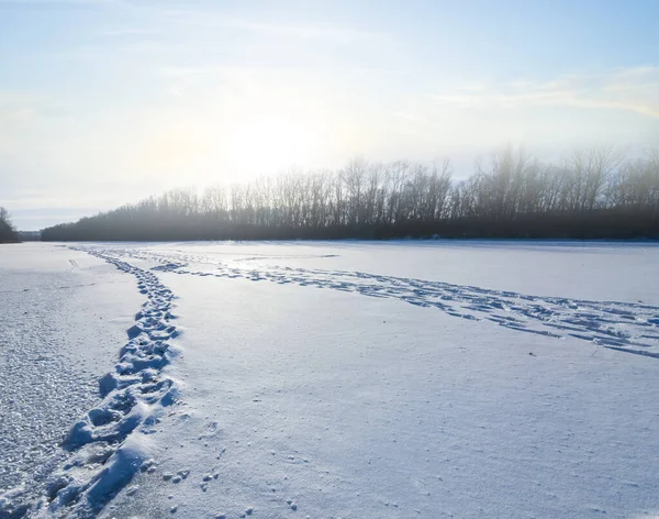 Winter Forest Glade Covered Snow Human Track Sunset — Fotografia de Stock