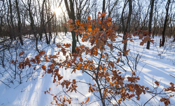 Nahaufnahme Rote Trockene Eiche Einem Schneebedeckten Winterwald — Stockfoto