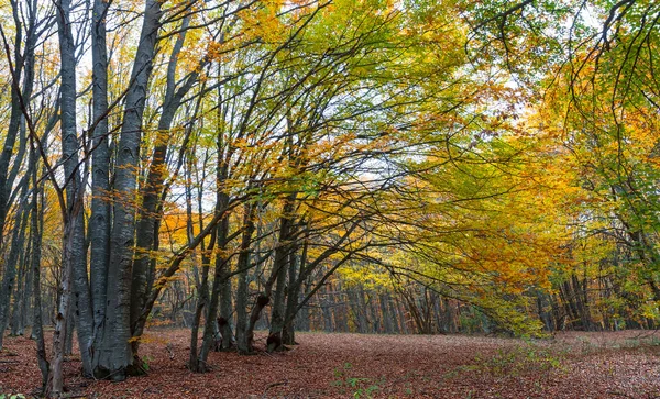 red autumn forest glade covered by a dry leaves