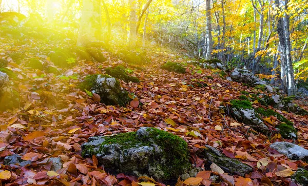 Pendiente Del Monte Cubierta Por Hojas Secas Luz Del Sol — Foto de Stock