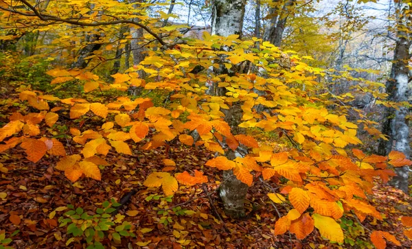 Closeup Red Maple Tree Autumn Forest Natural Background — Stock Photo, Image