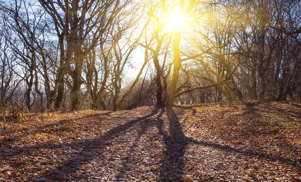 Осенний Лес Лучах Сияющего Солнца — стоковое фото
