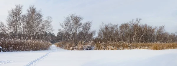 Wide Forest Glade Snow Outdoor Sesonal Background — Fotografia de Stock