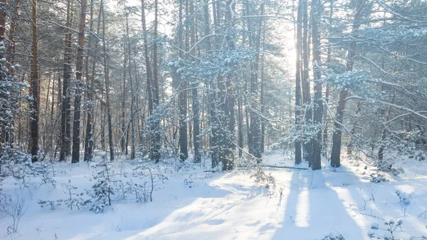 Winter Snowbound Pine Tree Light Sun Natural Winter Countryside Background — Stock fotografie