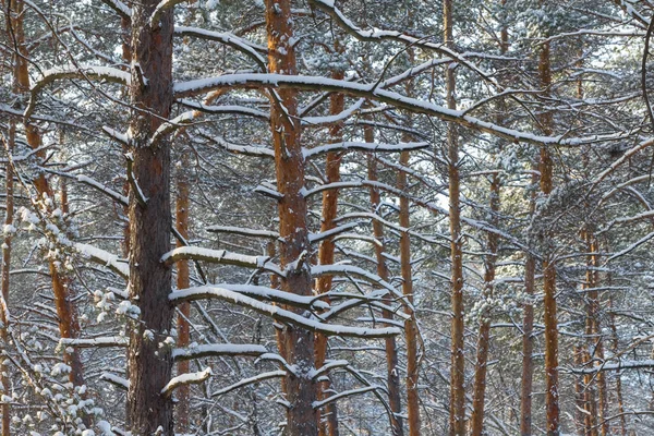 Closeup Pine Tree Snow Winter Outdoor Seasonal Natural Background — Stock Photo, Image