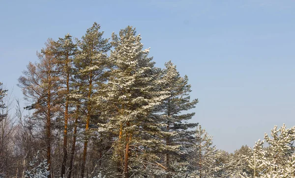 Winter Forest Glade Snow Outdoor Sesonal Background — Fotografia de Stock