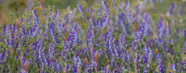 Gros Plan Violet Prairie Fleurs Dans Une Herbe Fond Naturel — Photo