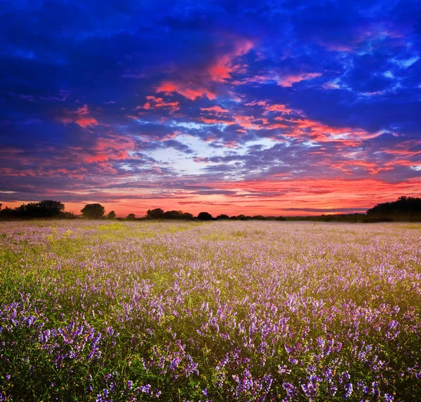 Sommerprärie Mit Wildblumen Unter Dramatischem Bewölkten Himmel Sonnenuntergangslandschaft Freien — Stockfoto