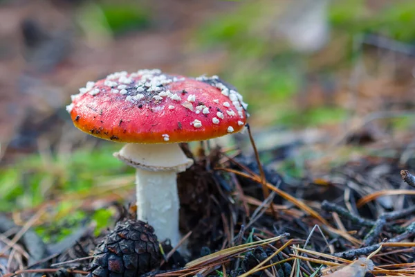 Closeup Red Fly Agaric Mushroom Forest — Stockfoto