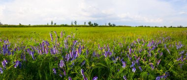 Çiçekli geniş yeşil çayır, yaz kırsal arka planı
