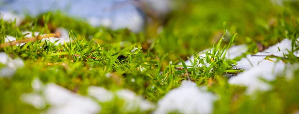 溶かした雪の中の緑の草自然の屋外の背景 — ストック写真