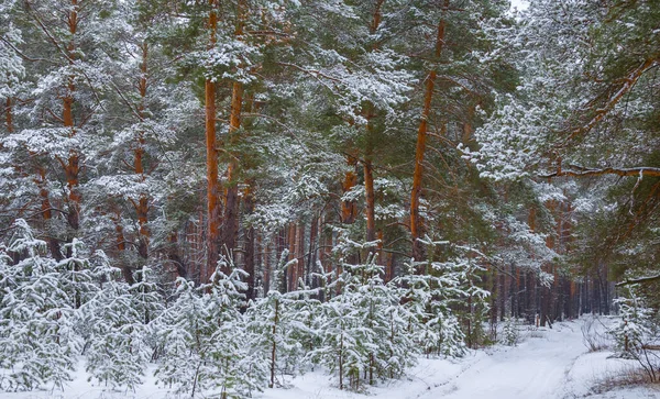 Bosque Pinos Invierno Una Nieve Fondo Natural — Foto de Stock