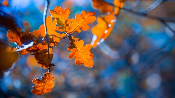 木の枝に赤いドライオークの葉を閉じ秋の自然背景 — ストック写真
