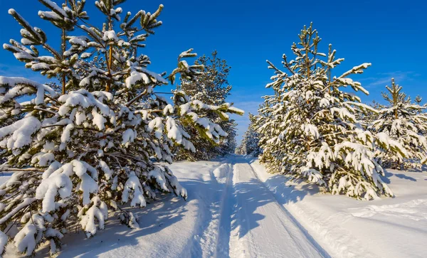 在雪地里穿过松树林的路 在冬天的雪地里穿过户外的风景 — 图库照片