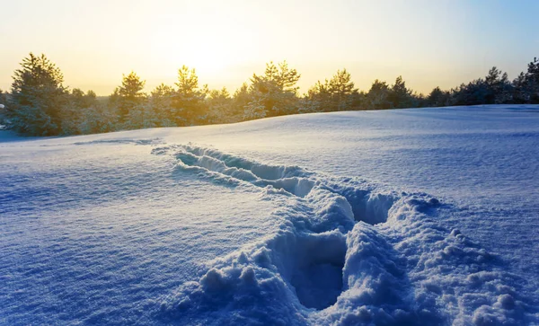 Bred Snöbunden Skog Glänta Med Mänskliga Spår Vid Solnedgången Vinter — Stockfoto