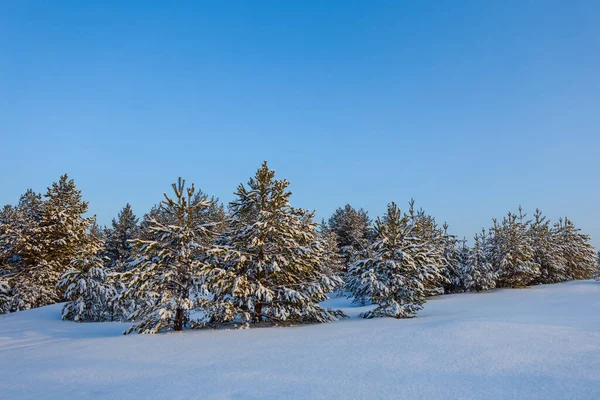 Bosque Invernal Brilla Una Nieve Fondo Estacional Aire Libre —  Fotos de Stock