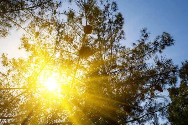Glinsterende Zon Duw Door Dennenbomen Takken Outdoor Natuurlijke Achtergrond — Stockfoto
