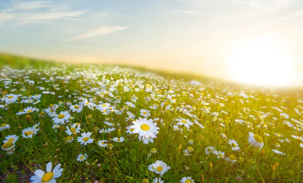 太陽の光の下でカモミールの花と緑の草原自然背景 — ストック写真