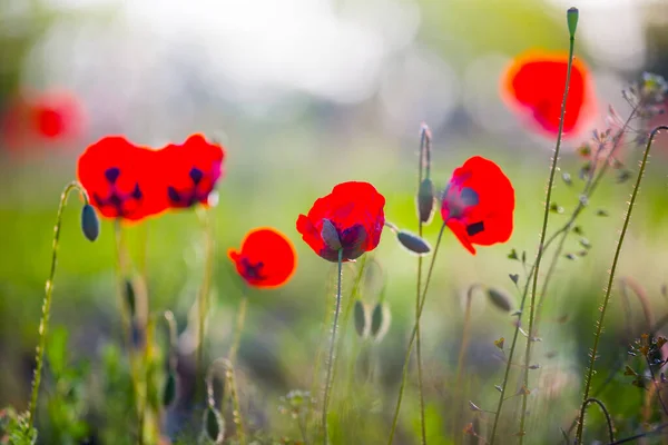 Primer Plano Flores Amapola Roja Una Pradera Fondo Natural — Foto de Stock