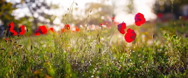 Gros Plan Fleurs Pavot Rouge Dans Une Prairie Fond Naturel — Photo