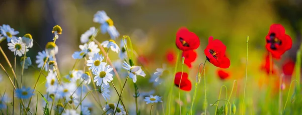 Primer Plano Flores Amapola Roja Manzanilla Una Pradera Fondo Natural — Foto de Stock