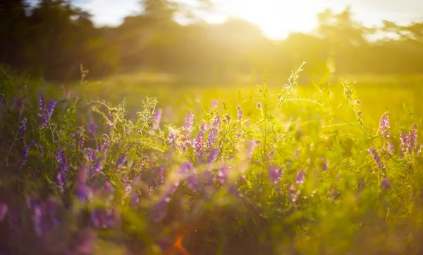 夏天的草原 日落时开着花 自然的室外背景 — 图库照片