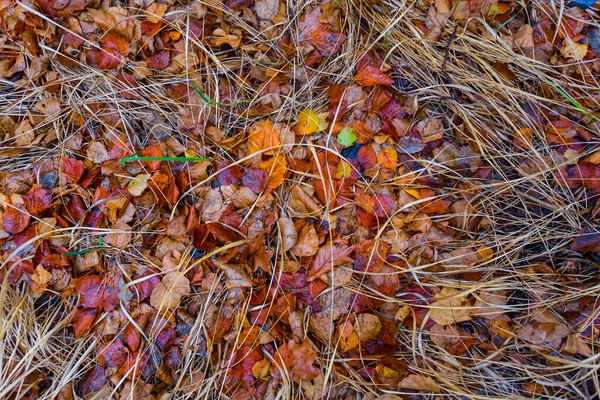 Trockenes Laub Liegt Auf Dem Boden Gras Natürlicher Herbsthintergrund — Stockfoto