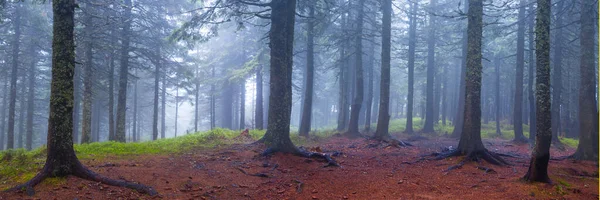 Dennenbos Een Blauwe Nevel Herfst Natuurlijke Achtergrond — Stockfoto