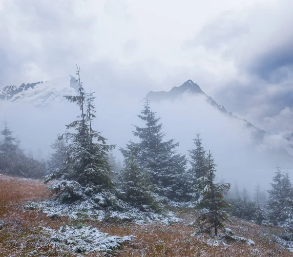 Bos Een Berg Helling Een Dende Wolken Berg Vallei Scene — Stockfoto