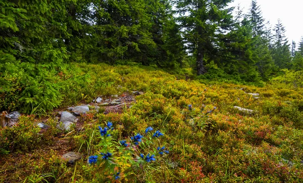 Clairière Sapin Aux Fleurs Sauvages Bleues — Photo