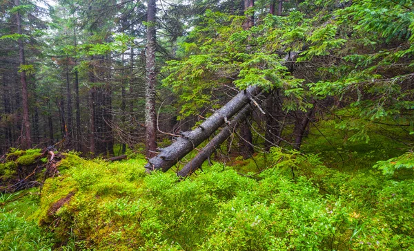 Dichte Natte Dennenbos Met Omgevallen Bomen Wilde Natuurlijke Achtergrond — Stockfoto