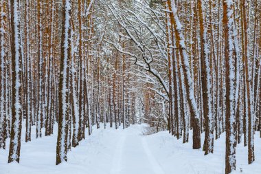 Kırsal yol kışa doğru karla kaplı çam ağacı ormanında