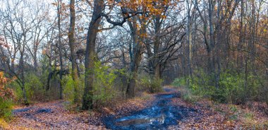 Kızıl sonbahar ormanlarında kirli yol