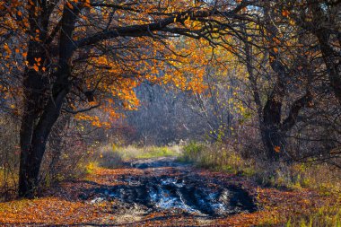 Kızıl sonbahar ormanlarında kirli yol