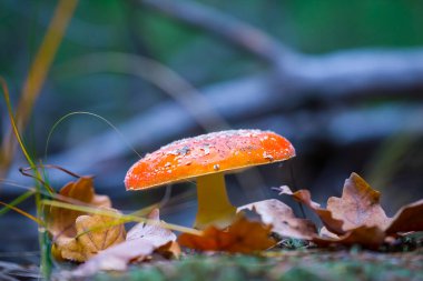 Ormandaki kırmızı, sineksi mantarlar, çok güzel bir arka plan.