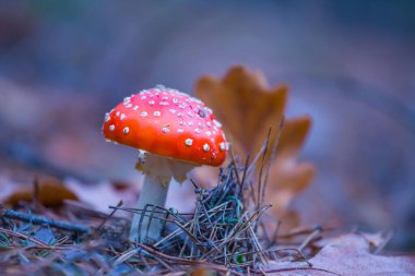 Ormandaki kırmızı, sineksi mantarlar, çok güzel bir arka plan.