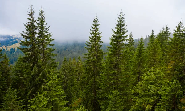 Verde Bosco Abeti Nella Valle Montagna Fith Basse Nuvole Dense — Foto Stock