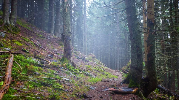 Estrada Terra Através Uma Floresta Declive Monte Abeto Uma Névoa — Fotografia de Stock